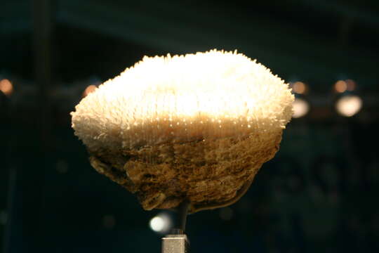 Image of Atlantic Mushroom Coral