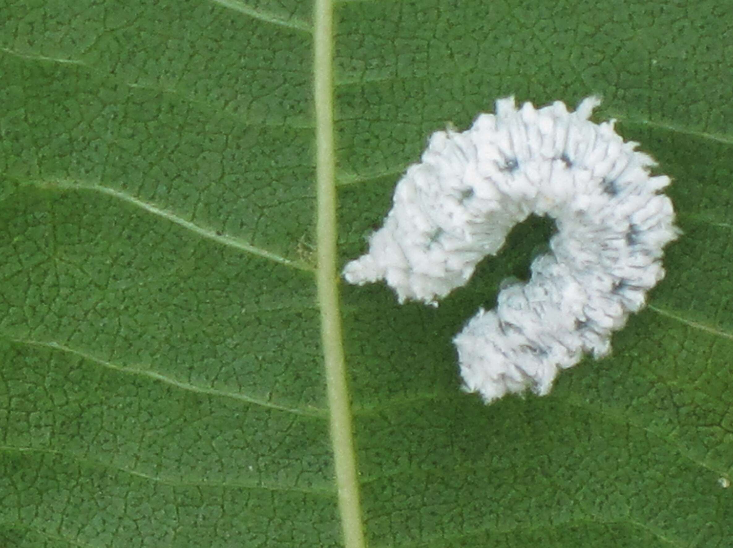 Image de <i>Eriocampa ovata</i>