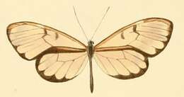 Image of Velamysta pupilla Hewitson 1874