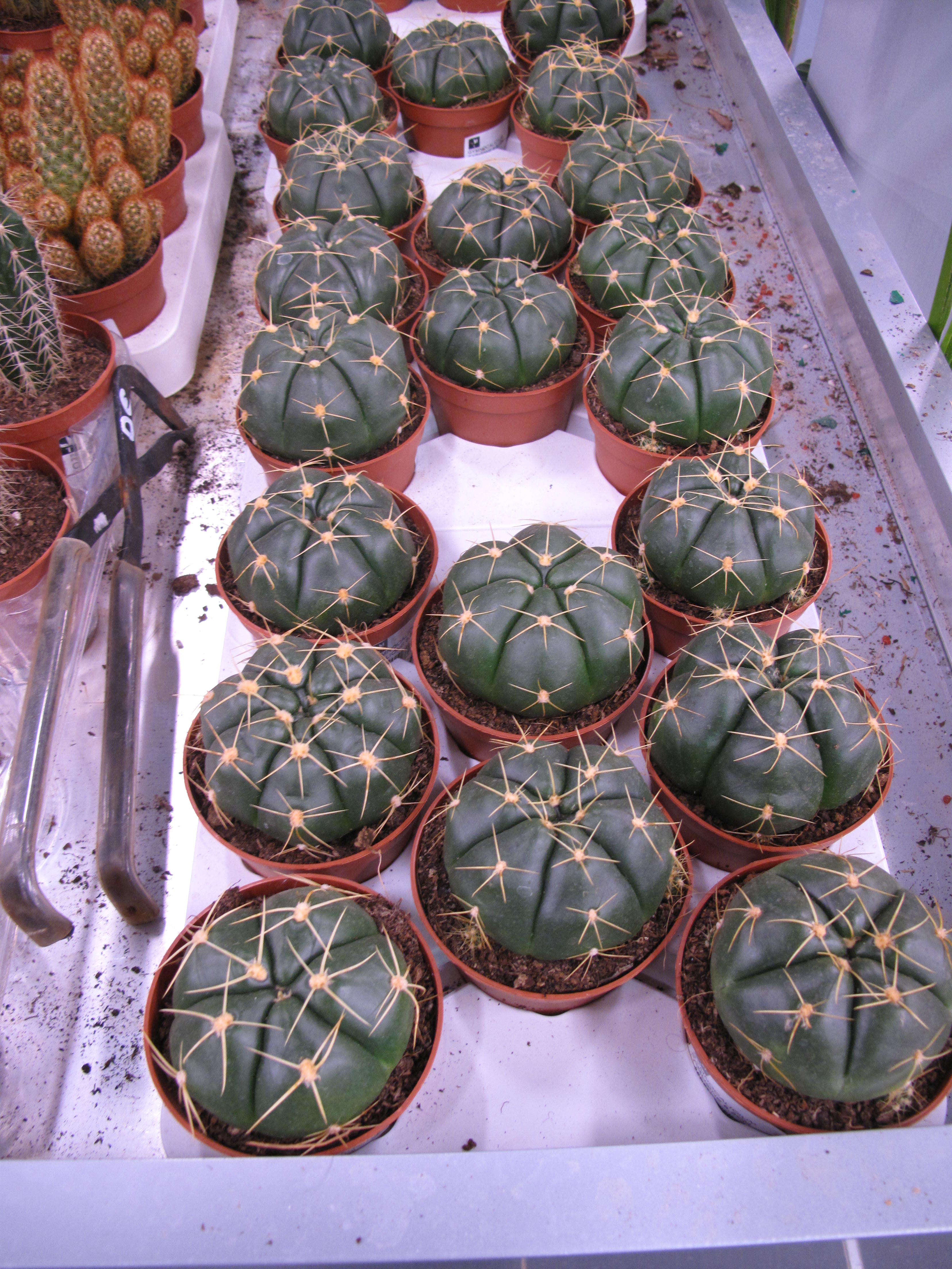 Image of Gymnocalycium denudatum (Link & Otto) Pfeiff. ex Mittler