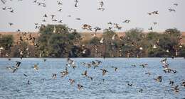 Image of Eurasian Wigeon