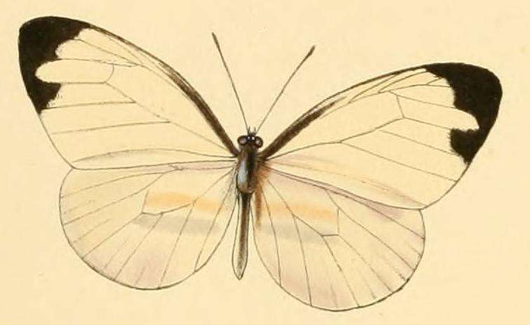 Image of Perrhybris pamela (Stoll 1780)
