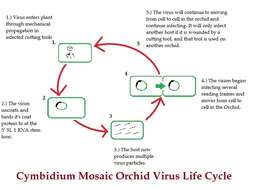 Image of Cymbidium mosaic virus