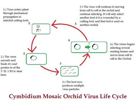 Image of Cymbidium mosaic virus