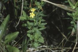 Image de Hypericum canadense L.