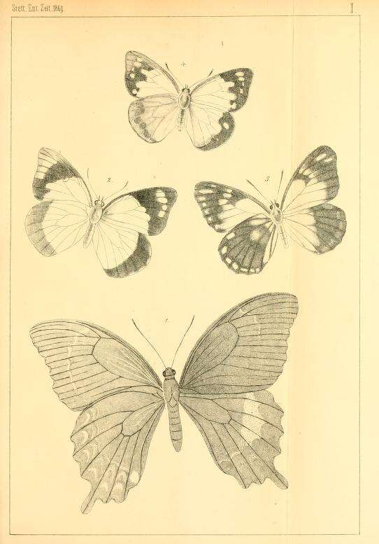 Image de Papilio schmeltzi Herrich-Schäffer 1869