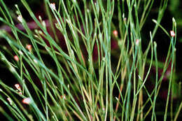 Image of orangegrass