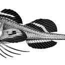 Image of Ereuniidae
