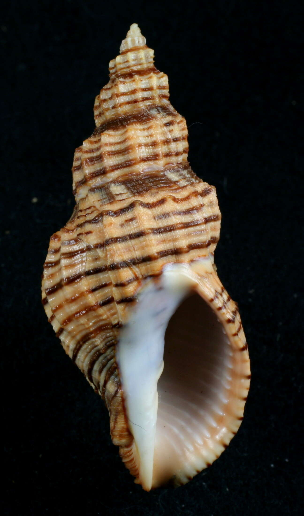 Image of Cancellaria cooperii Gabb 1865