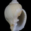 صورة Cancellaria gemmulata G. B. Sowerby I 1832