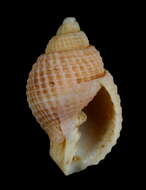 Image of Cancellaria ventricosa Hinds 1843