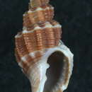 Image of Narona clavatula (G. B. Sowerby I 1832)