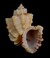 Image of Trigonostoma goniostoma (G. B. Sowerby I 1832)