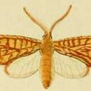 Image of Lophocampa alsus Cramer 1775