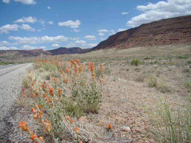 Image of desert globemallow