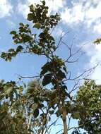 Image of Solanum sibundoyense (Bohs) L. Bohs