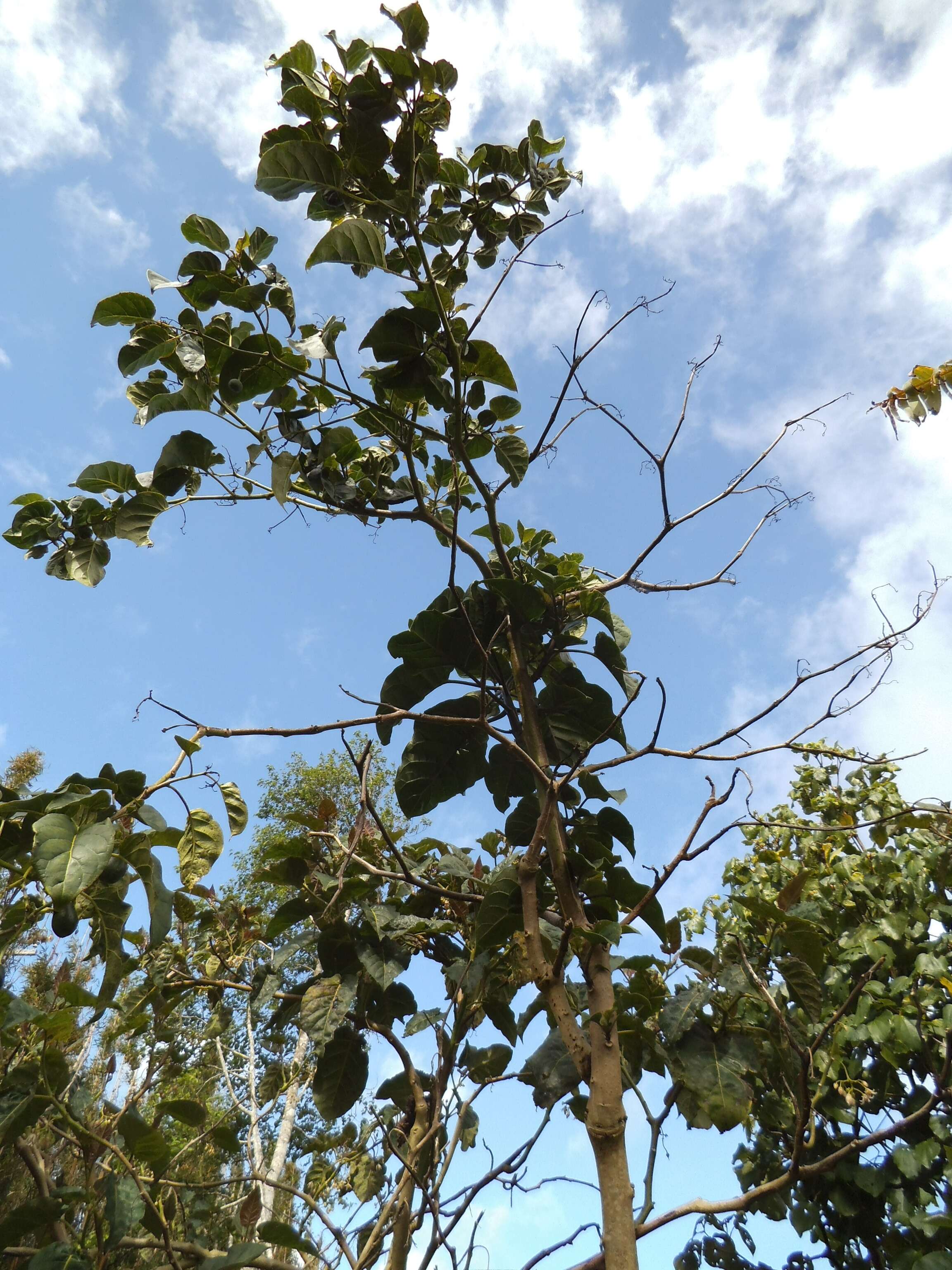 Image of Solanum sibundoyense (Bohs) L. Bohs