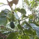 Image of Solanum sibundoyense (Bohs) L. Bohs