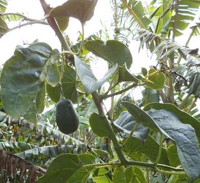 Image of Solanum sibundoyense (Bohs) L. Bohs