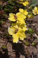 Image de Goodenia paniculata Sm.