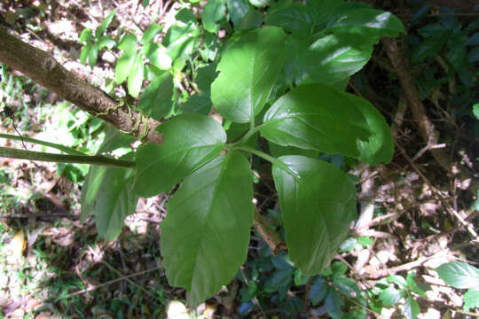 Image of Cayratia eurynema B. L. Burtt