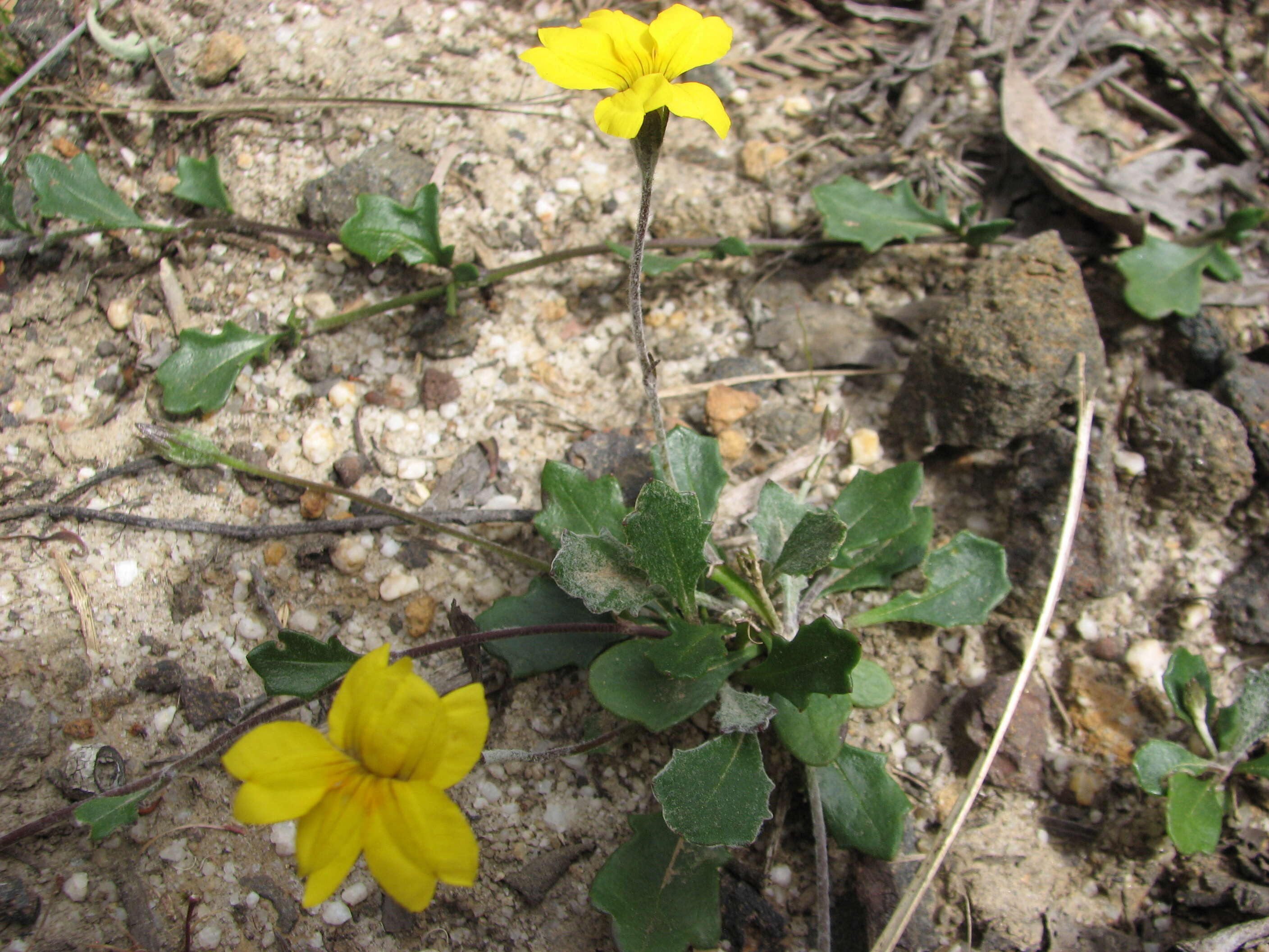 Image of Goodenia lanata R. Br.