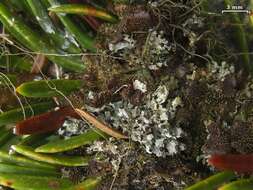 Image of urn lichen