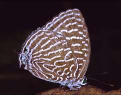 Image of Arhopala argentea Staudinger (1888)