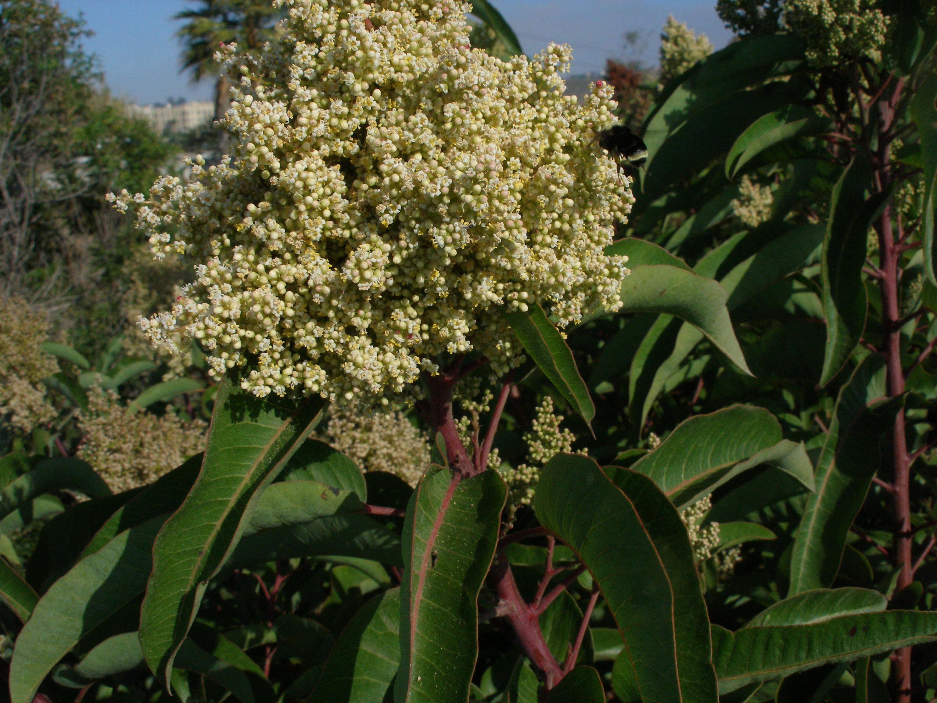 Image of laurel sumac