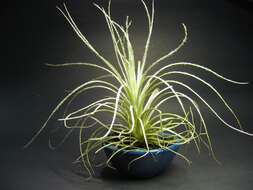 Image of Tillandsia tectorum É. Morren