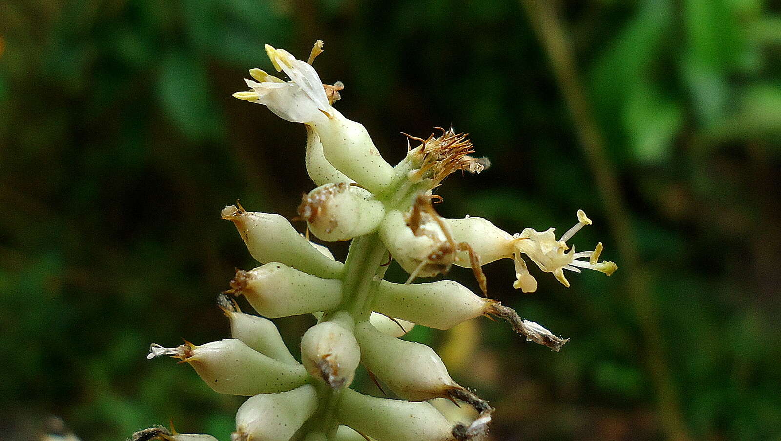 Aechmea lingulata (L.) Baker的圖片