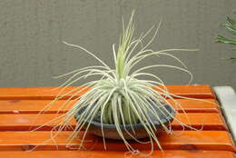 Image of Tillandsia magnusiana Wittm.