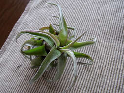 Слика од Tillandsia streptophylla Scheidw.