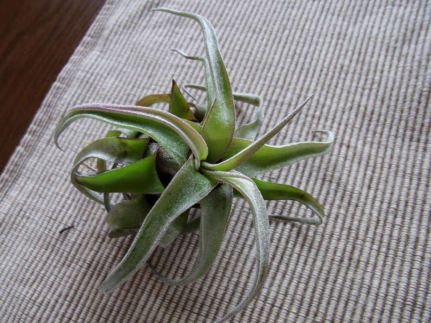 Image of Tillandsia streptophylla Scheidw.