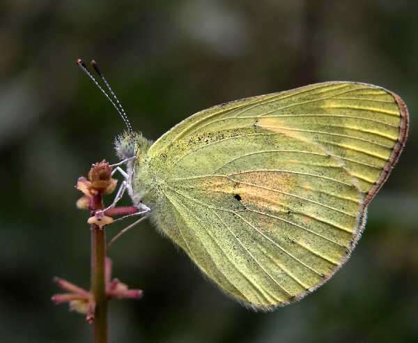 Colotis amata (Fabricius 1775)的圖片