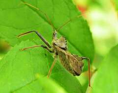 Image of Wheel Bug