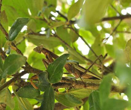 Image of Chinese mantis