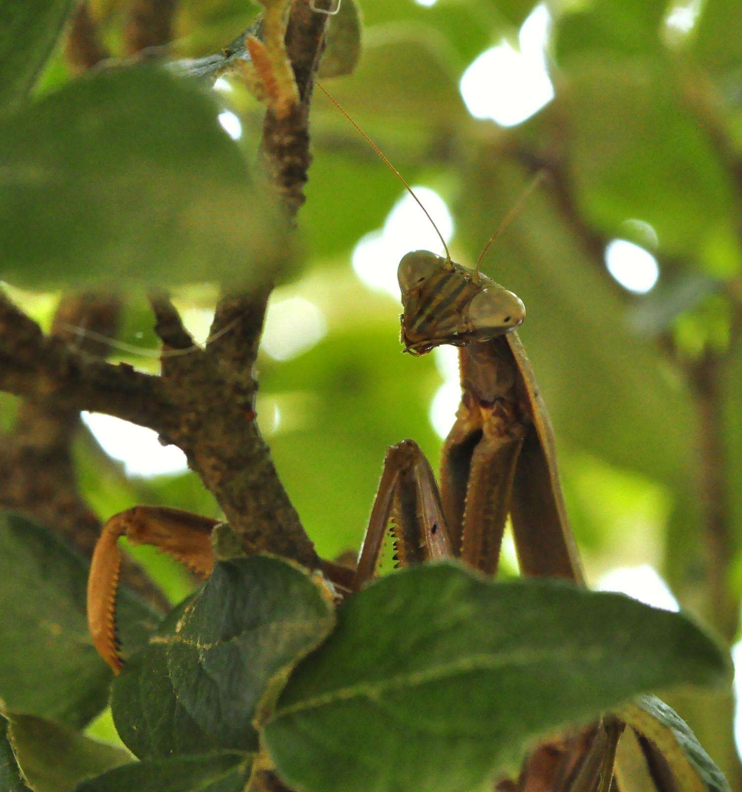 Image of Chinese mantis