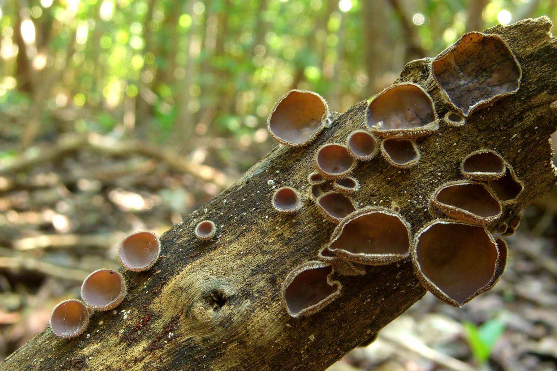 Image of Auricularia nigricans (Sw.) Birkebak, Looney & Sánchez-García 2013