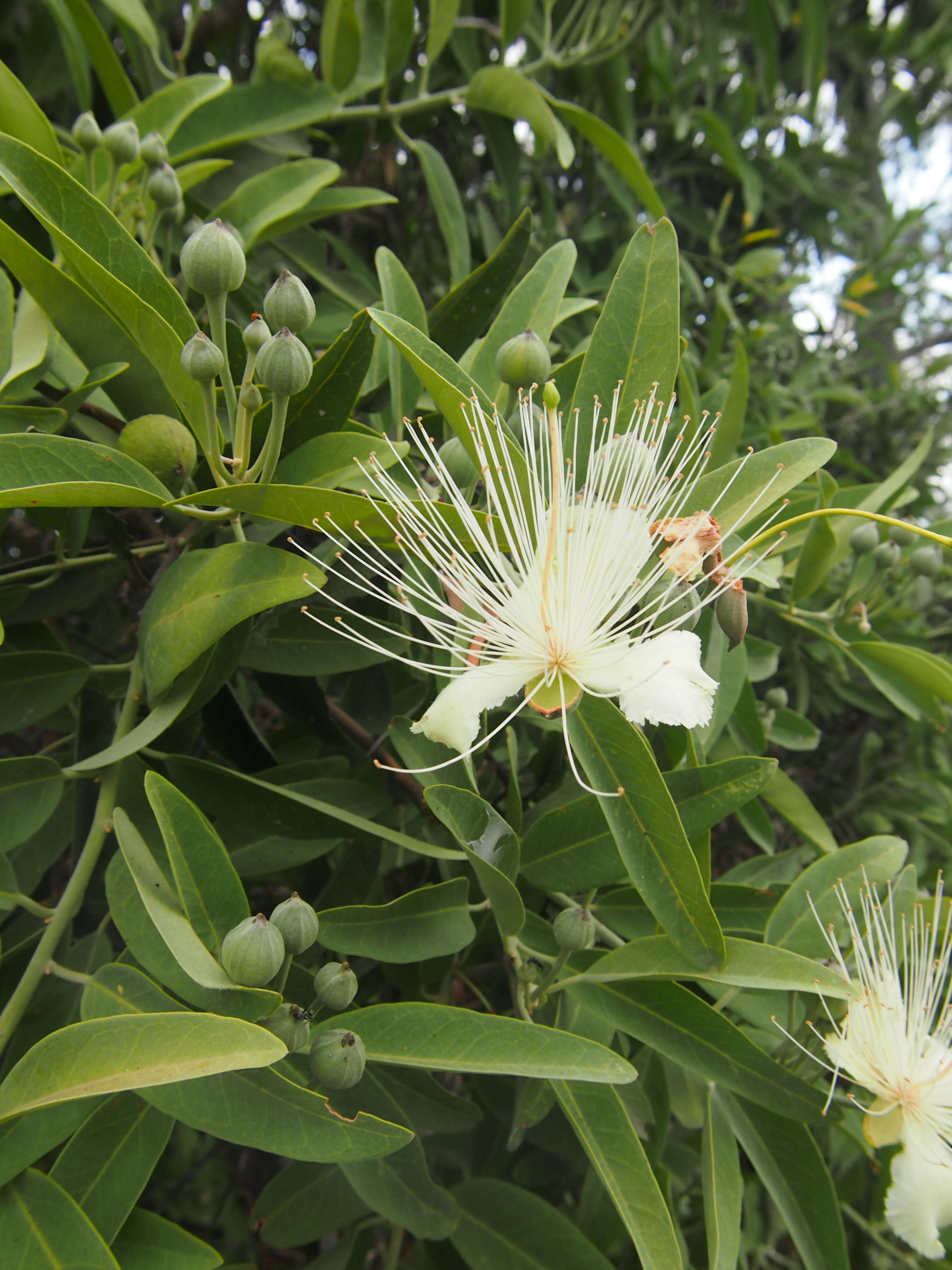 Image de Capparis lasiantha R. Br. ex DC.