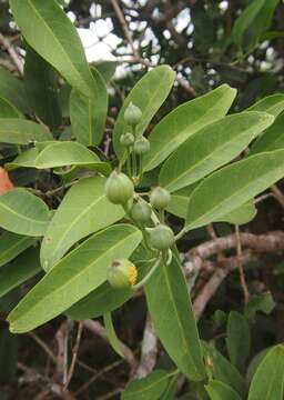 Image de Capparis lasiantha R. Br. ex DC.