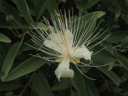 Image de Capparis lasiantha R. Br. ex DC.