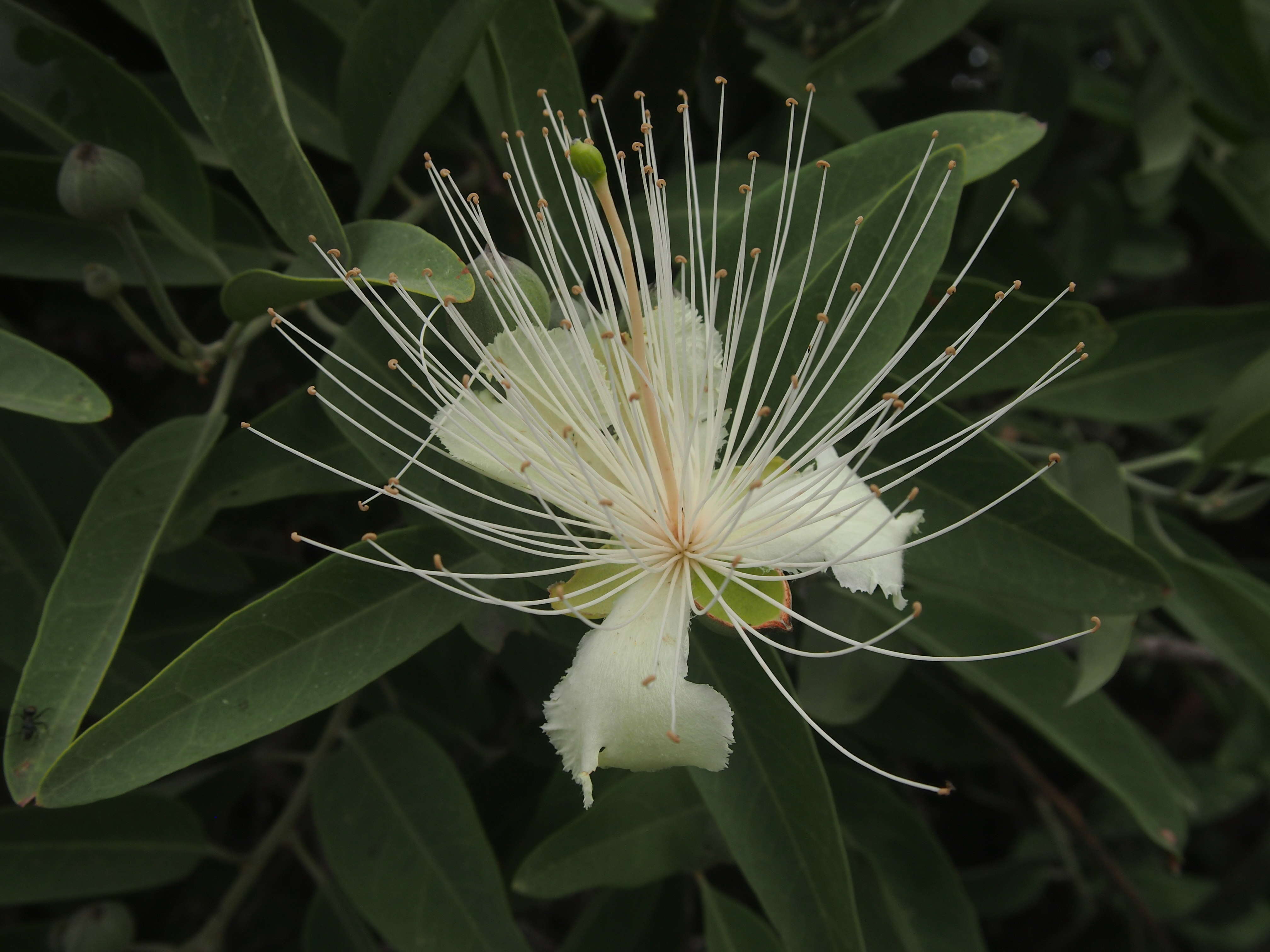 Image de Capparis lasiantha R. Br. ex DC.