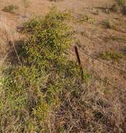 Image de Capparis lasiantha R. Br. ex DC.