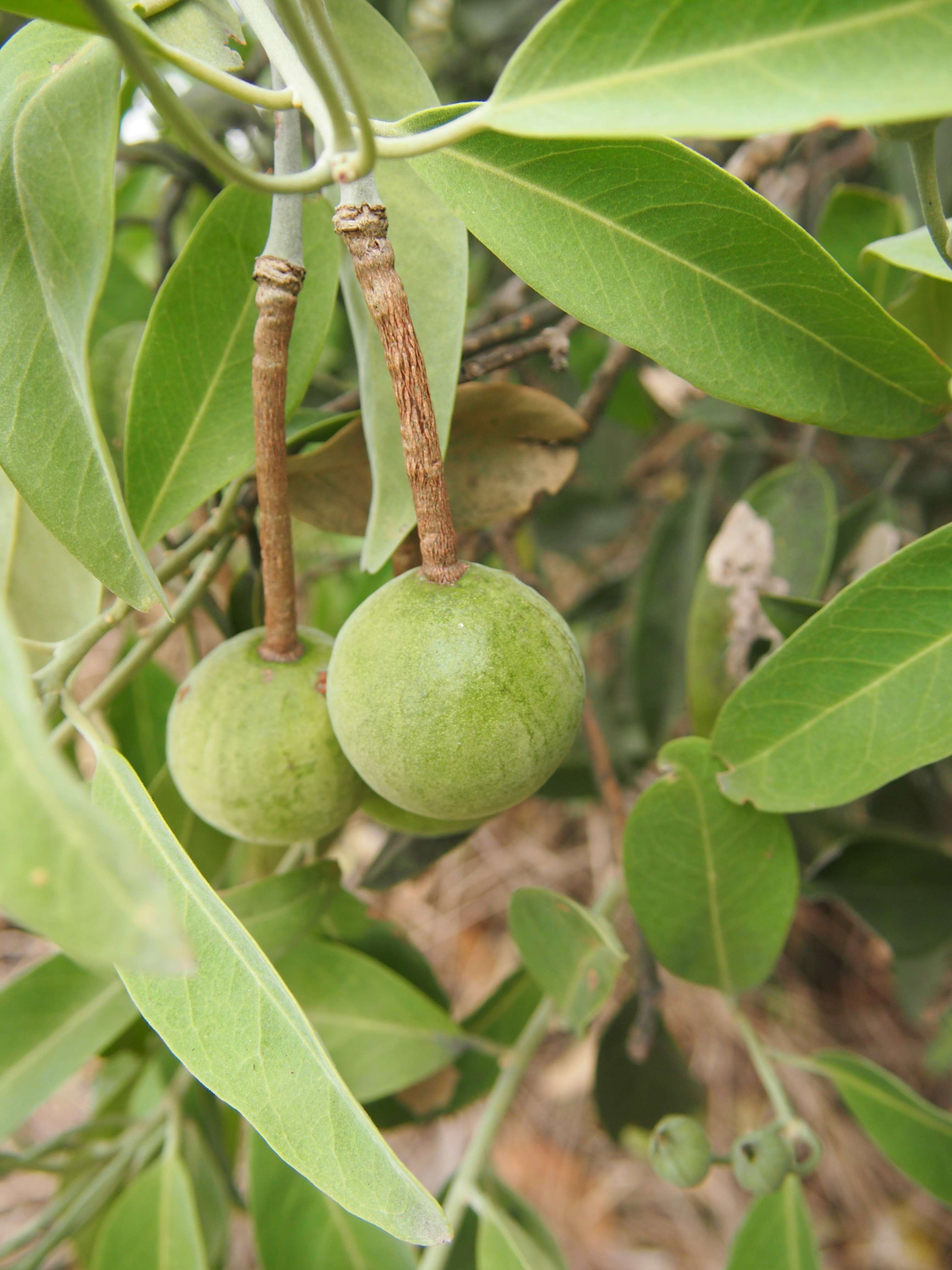 Image de Capparis lasiantha R. Br. ex DC.