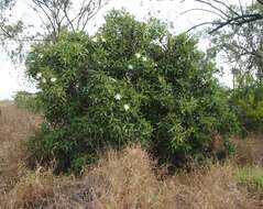 Image de Capparis lasiantha R. Br. ex DC.