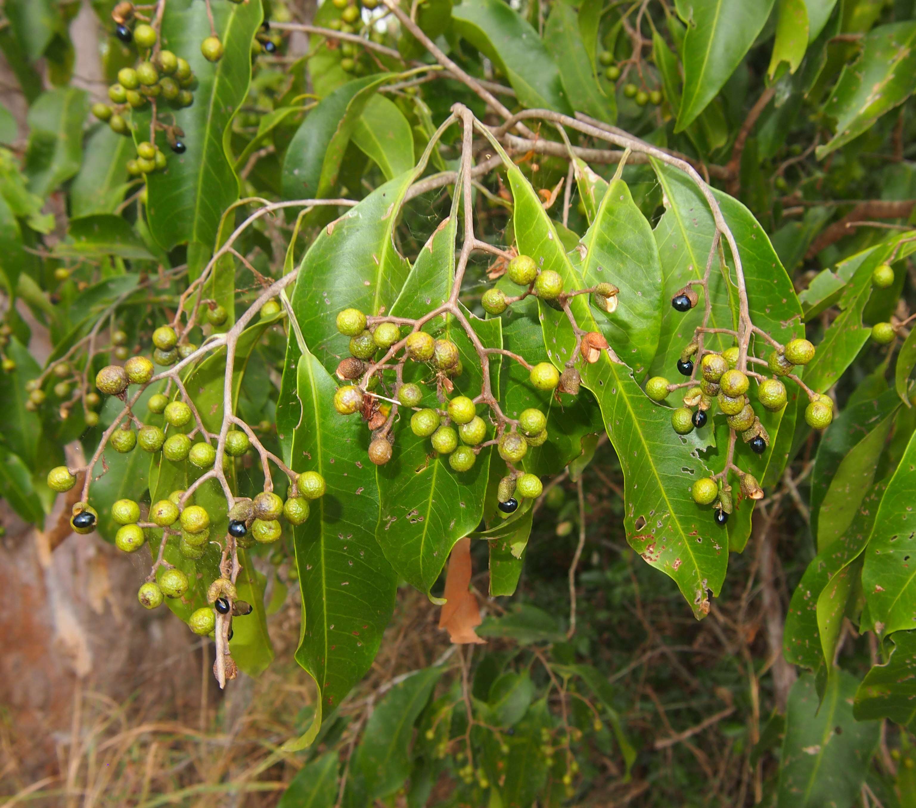 Geijera salicifolia Schott的圖片