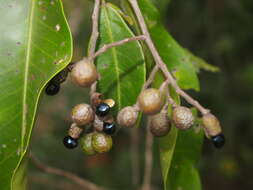 Geijera salicifolia Schott的圖片