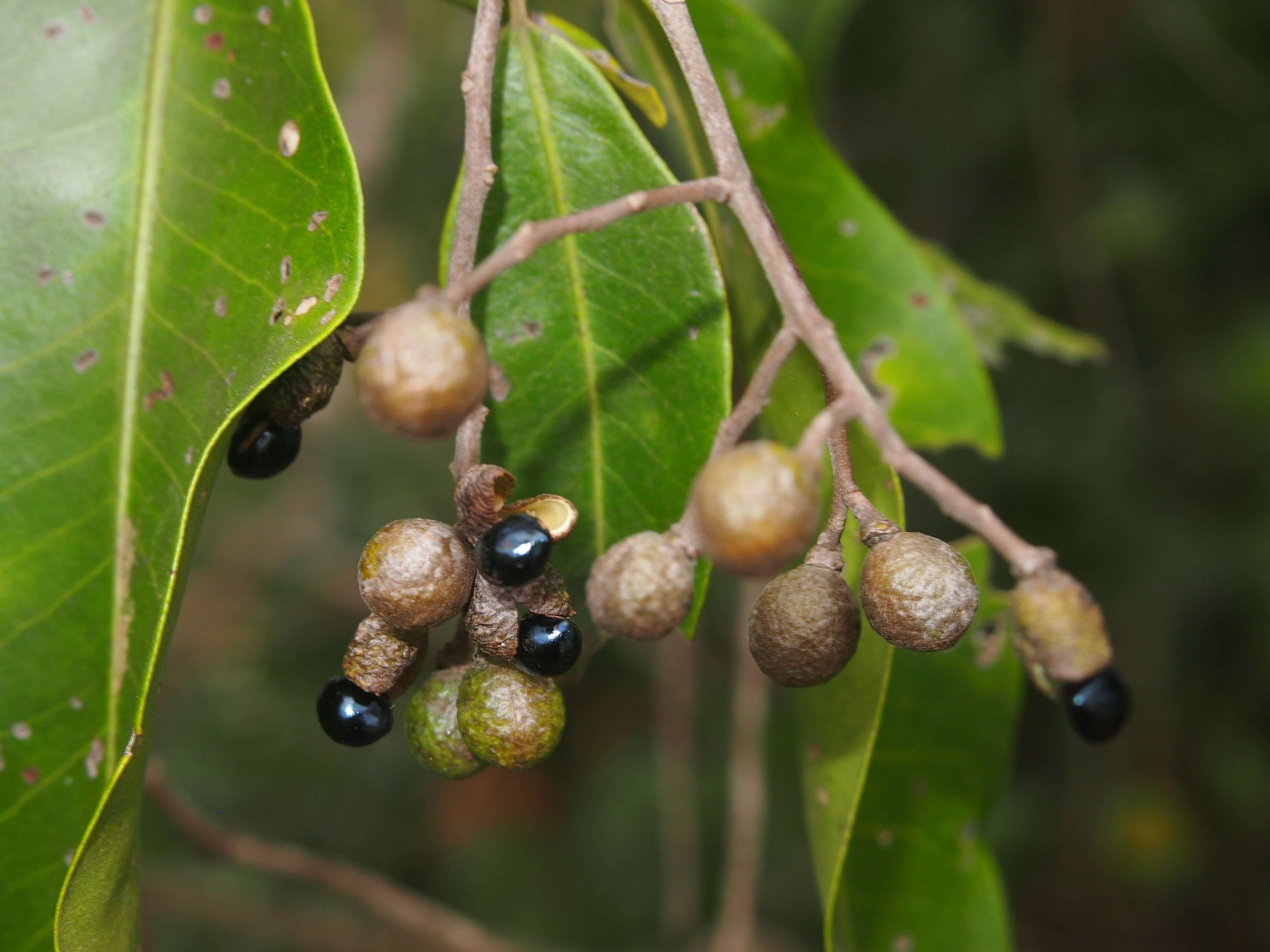 Geijera salicifolia Schott的圖片