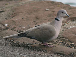 Image of Collared Dove